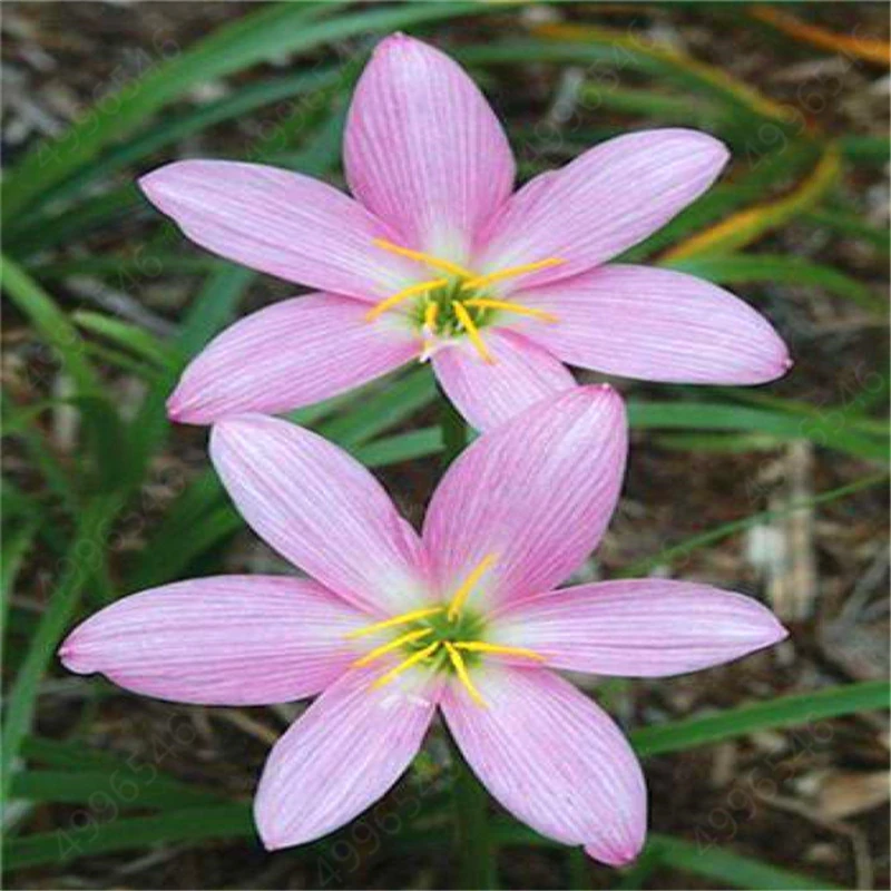 200 шт гигантский Allium giganteum лук бонсай красивый фиолетовый цветок растения цветы для дома и сада, многолетний не-ГМО горшок для растений