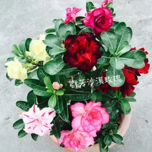 5 ОО(микс)- Натуральный Свежий редкий адениум Obesum OoBonsai пустынный цветок розы F Oosementes