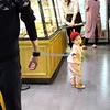 Toddler Baby Kids Safety Harness Cut Continuously Child Leash Anti Lost Wrist Link Traction Rope 2023 New Hot 3