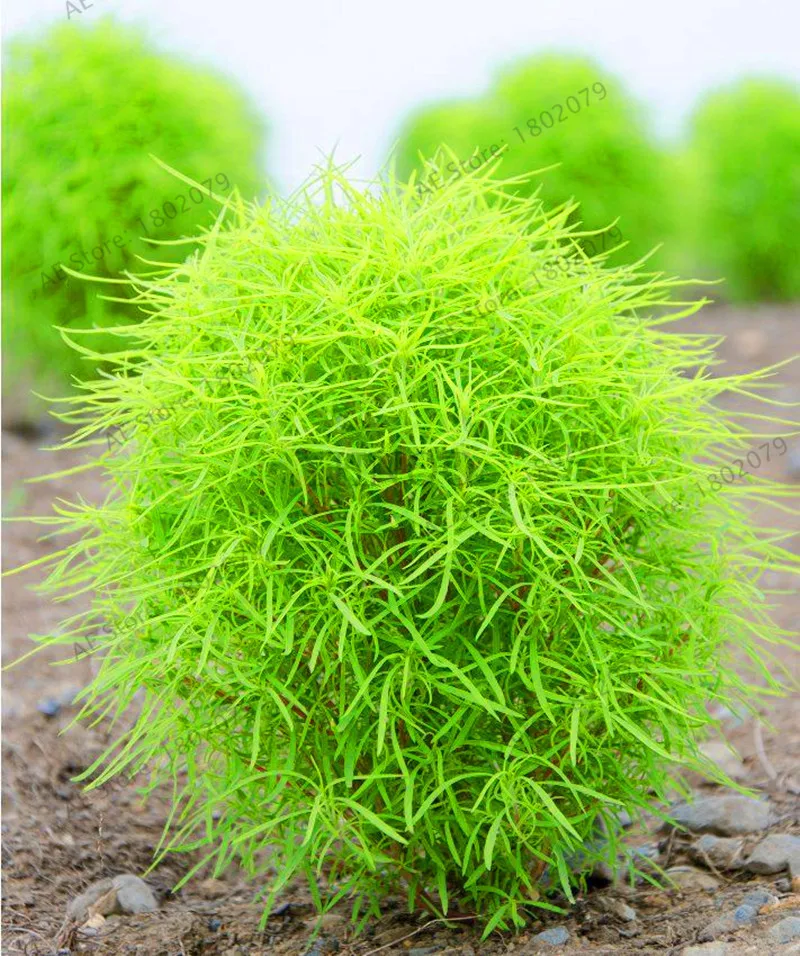103 шт. Kochia scoparia бонсай, горящий куст травы, быстрый рост харды, лето кипариса, легко выращивать - Цвет: 1