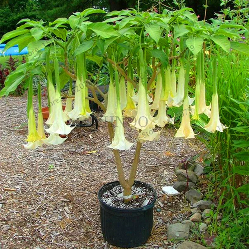Свежий 100 шт редкий Datura бонсай бругмансия Suaveolens фламенко Красивая Мандала Цветок садовый многолетник Горшечное растение - Цвет: 10