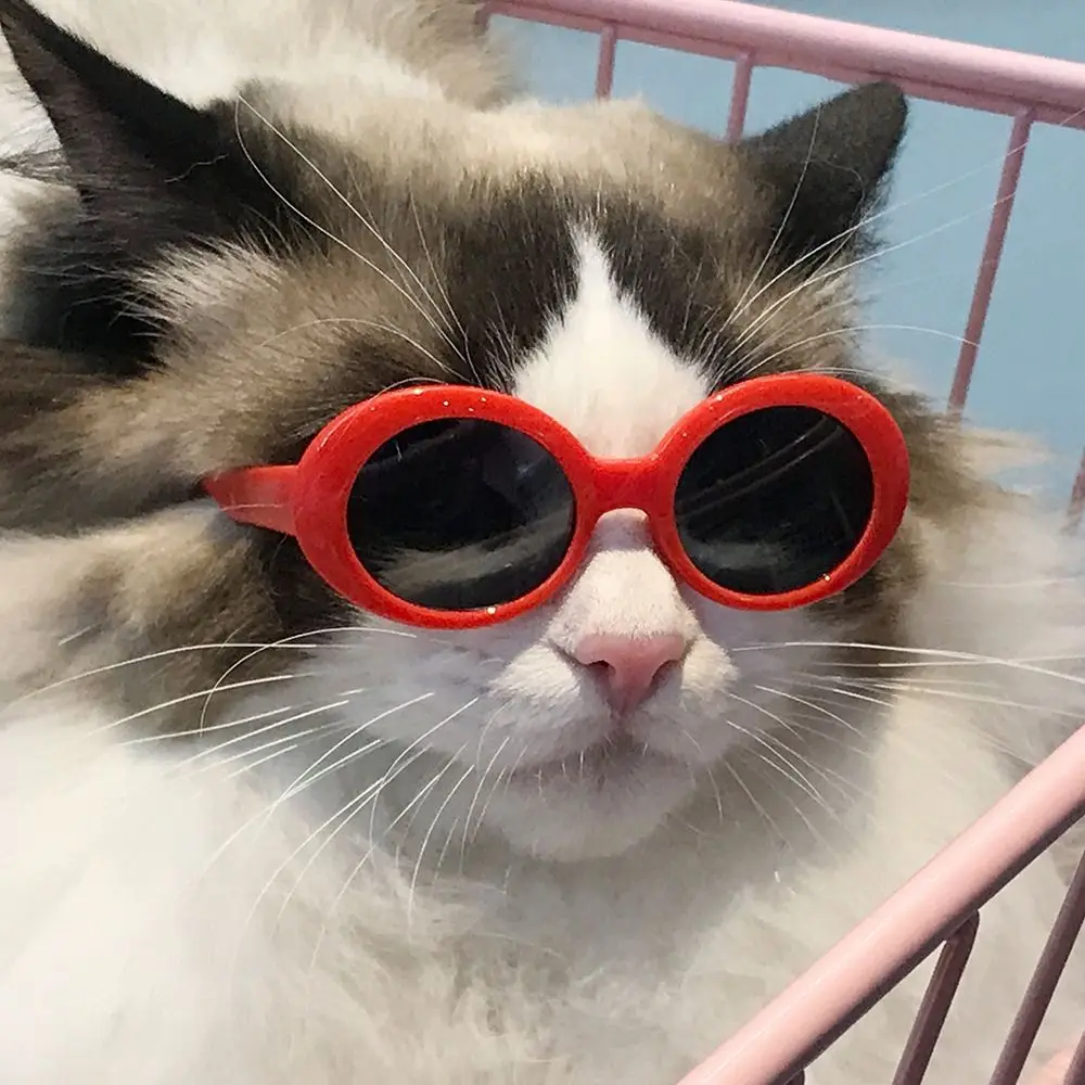 Product For Little Dog Cat Sunglasses - PeticaDeals