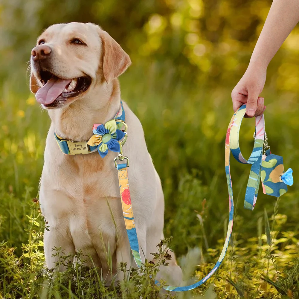 acessórios para cães