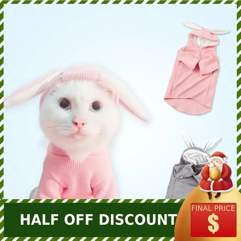 teddy bear cats for sale