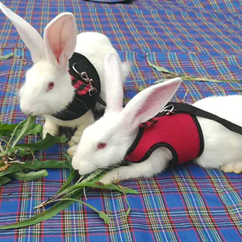 rabbit collars