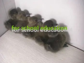 

TAXIDERMY 5pieces BLACK/BRWON duck duckling