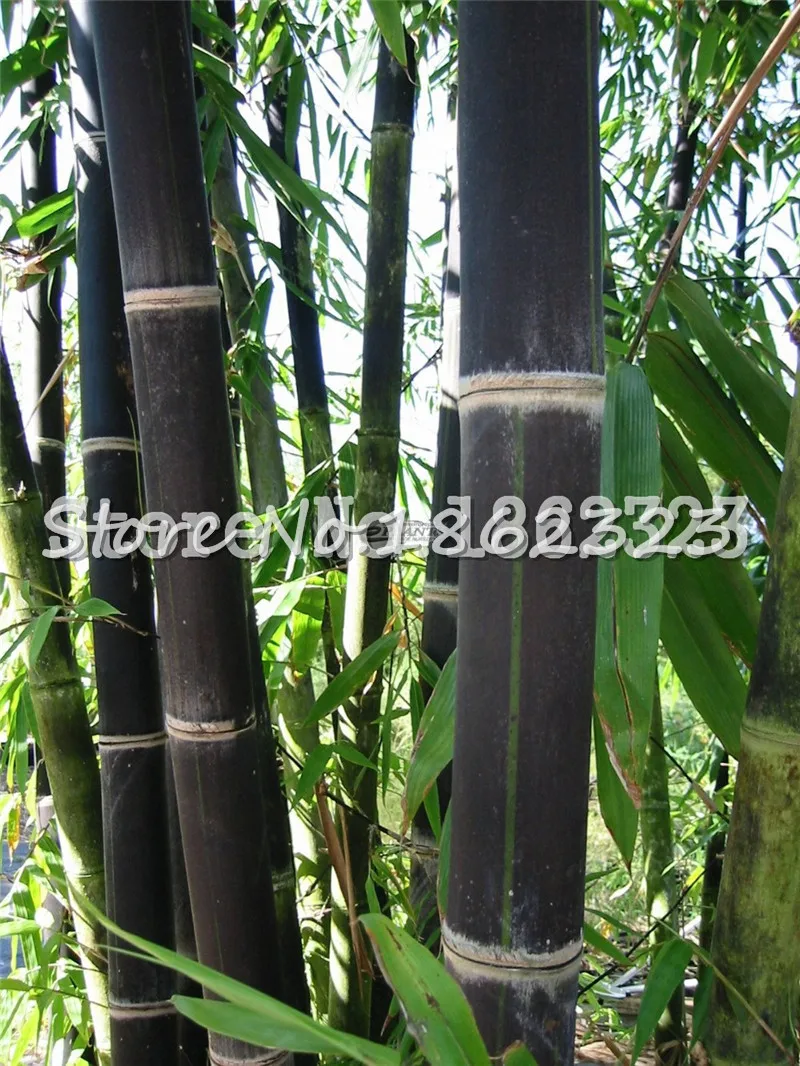 Горячая распродажа! 100 шт черный бамбук Phyllostachys Pubescens редкие, гигантские бамбуковые бонсай Bambusa Lako дерево для домашнего сада