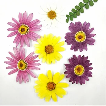 

120pcs Pressed Dried Marguerite de Valois Flower For Jewelry Postcard Photo Frame Phone Case Bookmark Making DIY