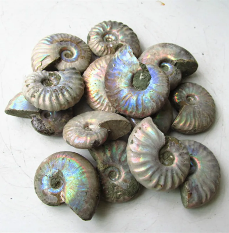 

Natural marine bio-mineral specimens snails conch fossils teaching specimens