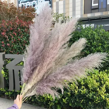 

3pcs Natural Dried Pampas Grass Phragmites Communis Reed Plants Wedding Flower Bunch Decor Family Dried Flowers Fast Shipping