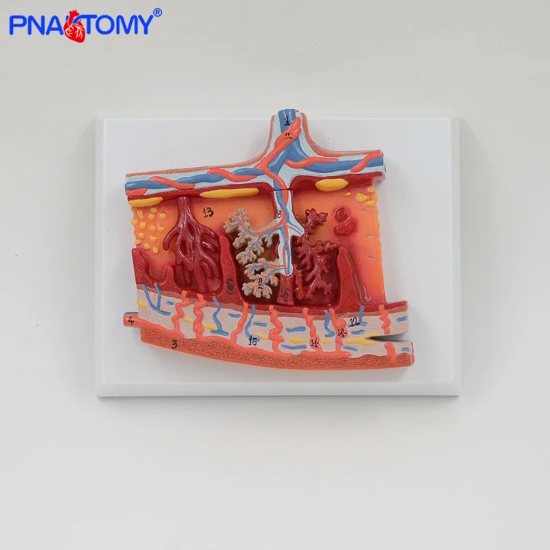 

human placenta and maza anatomy model enlarged medical teaching tool with base hospital used PNATOMY