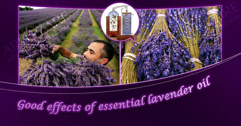 lavender_15