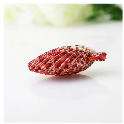 Oil painting scallop natural color caracol conch shooting props natural shells beads