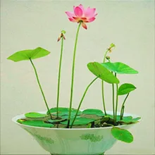 Гидропонные цветы маленькая водяная Лилия сад мини Лотос завод Бонсай Флорес набор гидрофит-12 шт. плантас