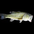 BEGONIAYUZHE Fishing Tackle Store