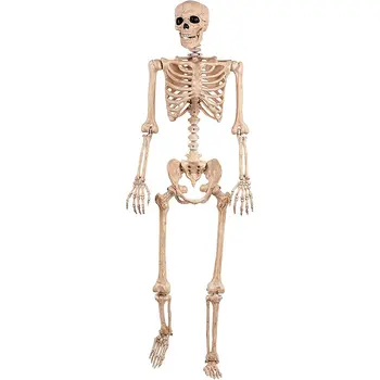 

Halloween Skeleton Skeleton 87Cm Skeleton Skeleton Simulation Human Body Plastic Decoration Room Haunted House Road