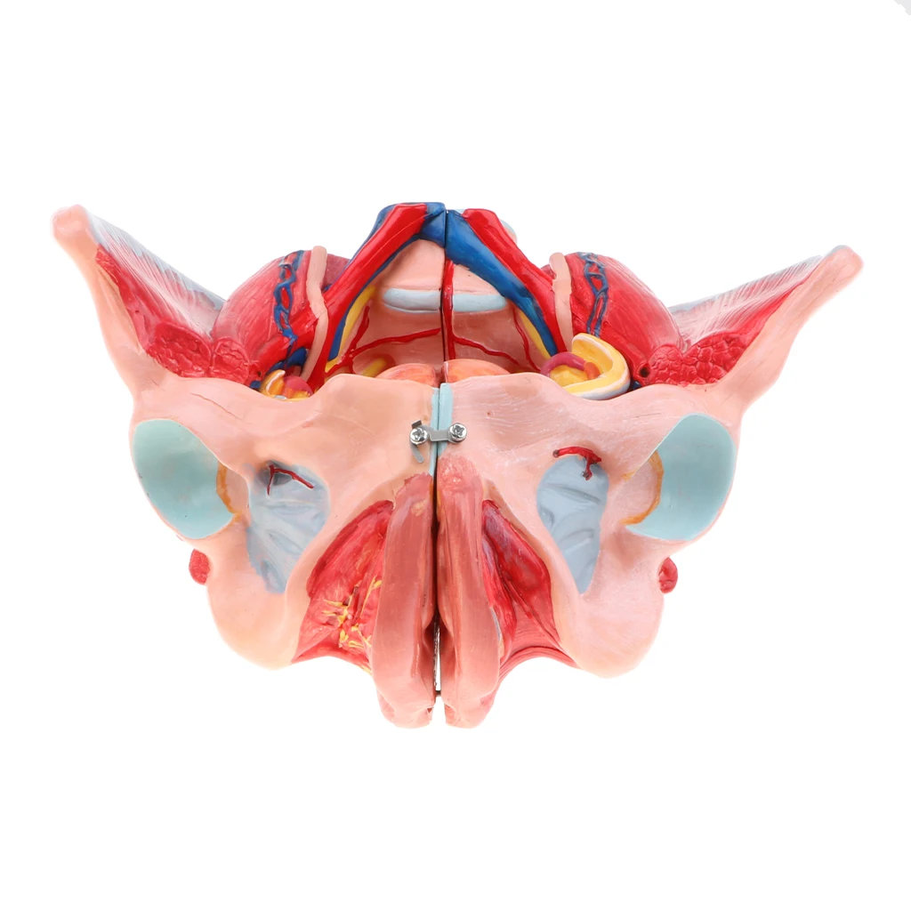 1: 1 Female Pelvis Anatomical Model W / Vessels Muscles Nerves Organ 6