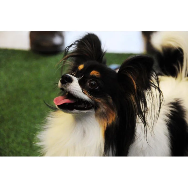 Папильон уход. Папильон черно белый рыжий. Папильон. Собака бабочка папильон. Папильон уход.