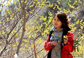 

Lauraceae Obtusiloba Lindera Obtusiloba San-Ya Wu-Yao