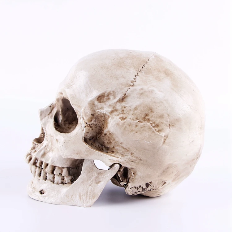 Человеческий череп, смоляная Реплика, медицинская модель Lifesize, 1:1, Хэллоуин, украшение для дома, высокое качество, декоративное ремесло, череп с коробкой