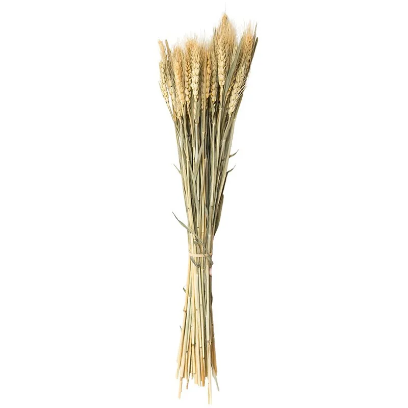 100 шт сушеные натуральные уши пшеницы букет настоящий пшеничный цветок уха букеты для свадьбы свадебный декоративный цветок украшение для дома