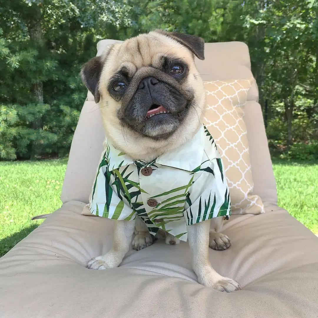 summer clothes for small dogs