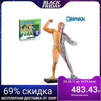 

Scientific experience "Human body"