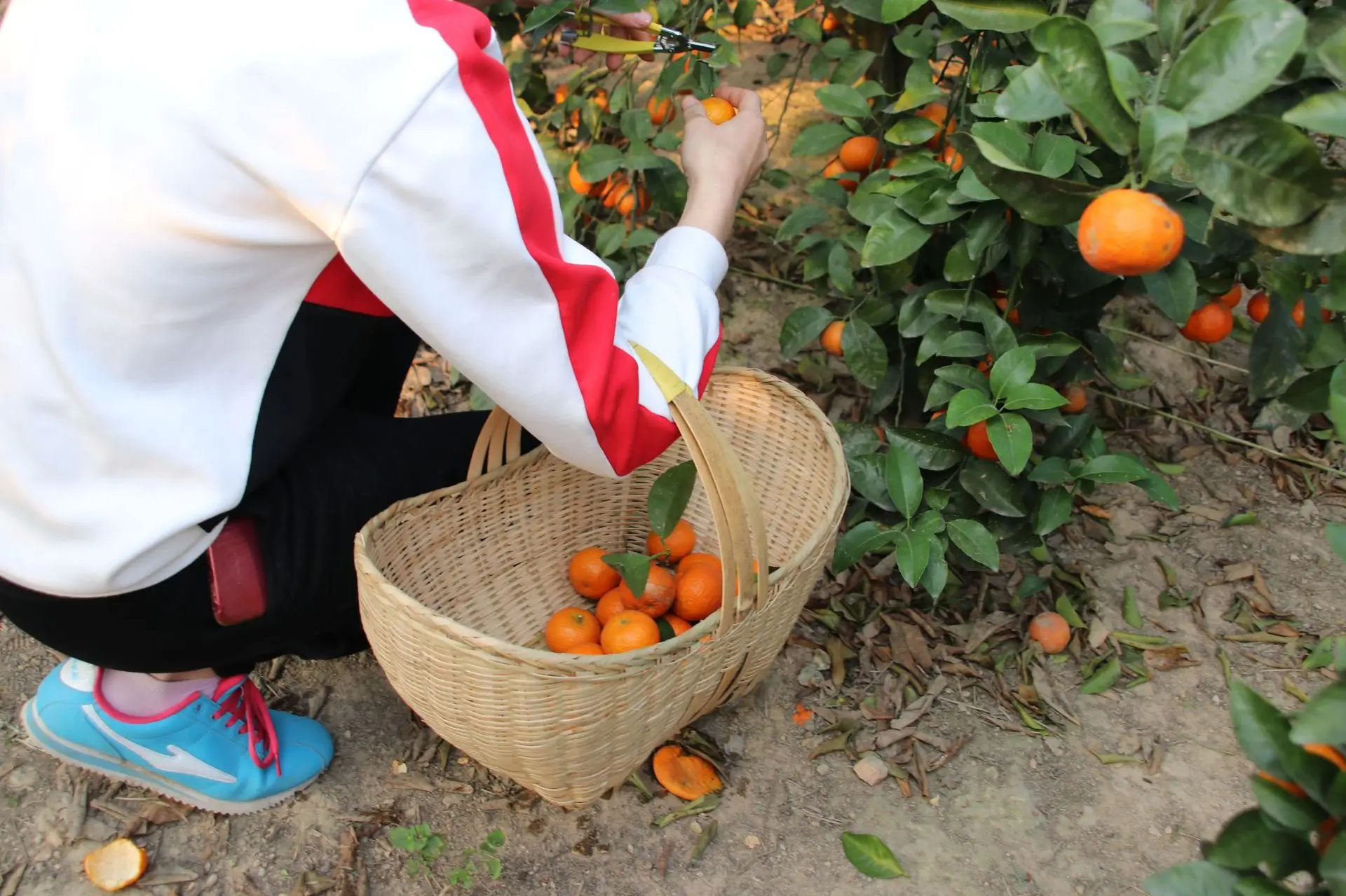 Japanese Style Basket Hand-woven Fruit& Vegetable Basket Bamboo Products Hand Bamboo Basket Bamboo Weaving Crafts