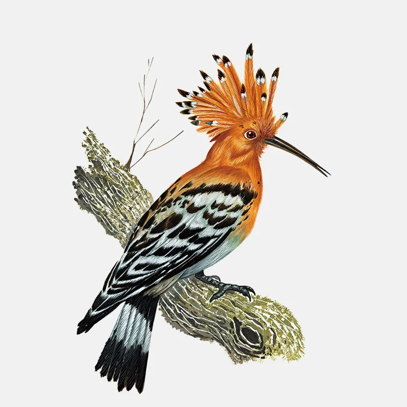 

Personality Hoopoe Yellow-brown Toucan Car Sticker Window Decoration Windshield High Quality Vinyl Scratches Waterproof PVC