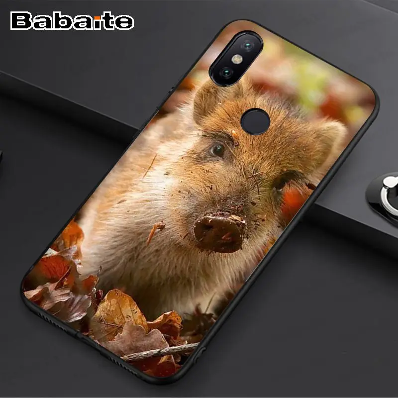 Wild Boar pig animal