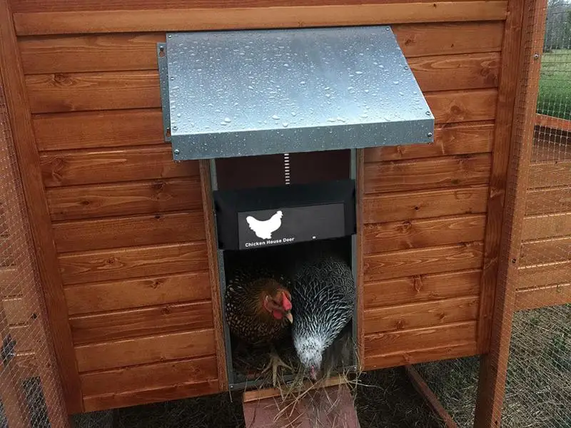 abertura da porta do protetor automático para galinhas