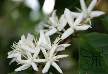

Coffea Arabica Coffee Cherry Mountain Coffee Xiao-Guo-Kafei
