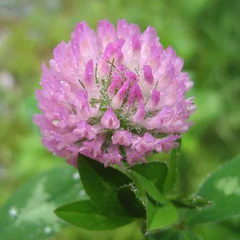 

1000 g Red clover isoflavone 8% Women 's Health Products Rich in estrogen Red Clover Hot Sale