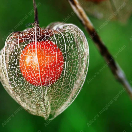 

100 Pcs/bag Balcony potted ornamental fruit plants flower girl red lanterns red edible red berries Pickle