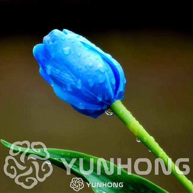 Редкие синие тюльпаны цветы бонсай тюльпана Бонсай цветочных растений красивые ароматические растения 5 частиц это лампочка(не тюльпан бонсай