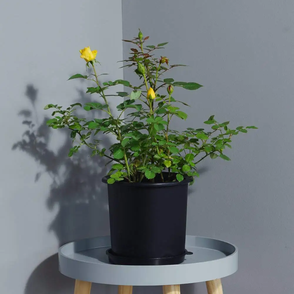 Meshpot 2 pack 6.3 Inches Plastic Orchid Pots With Holes - 2 Inner Pot,2 Outer Pot,2 Tray and 1 free  4inch pot as gift