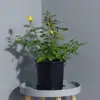 Garden Supplies