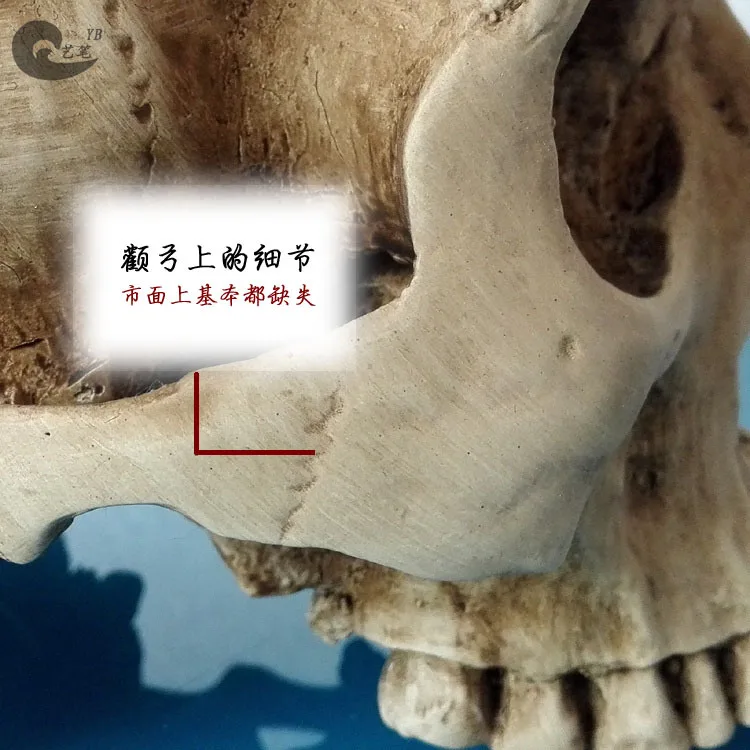 

Resin Model Head Still Life Painted Head gu yi for Human Muscle Bone Head Skull Skeleton Fine Art