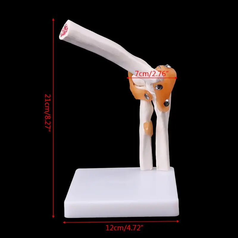 Анатомическая анатомическая модель локтевого сустава медицинская модель Ортопедия
