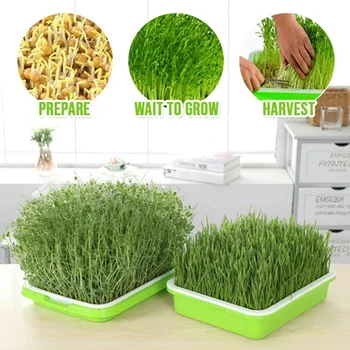 

Plastic Nursery Pots Seed Sprouter Tray PP Soil-Free Big Capacity Wheatgrass Grower Seedling Tray Sprout Plate Hydroponic