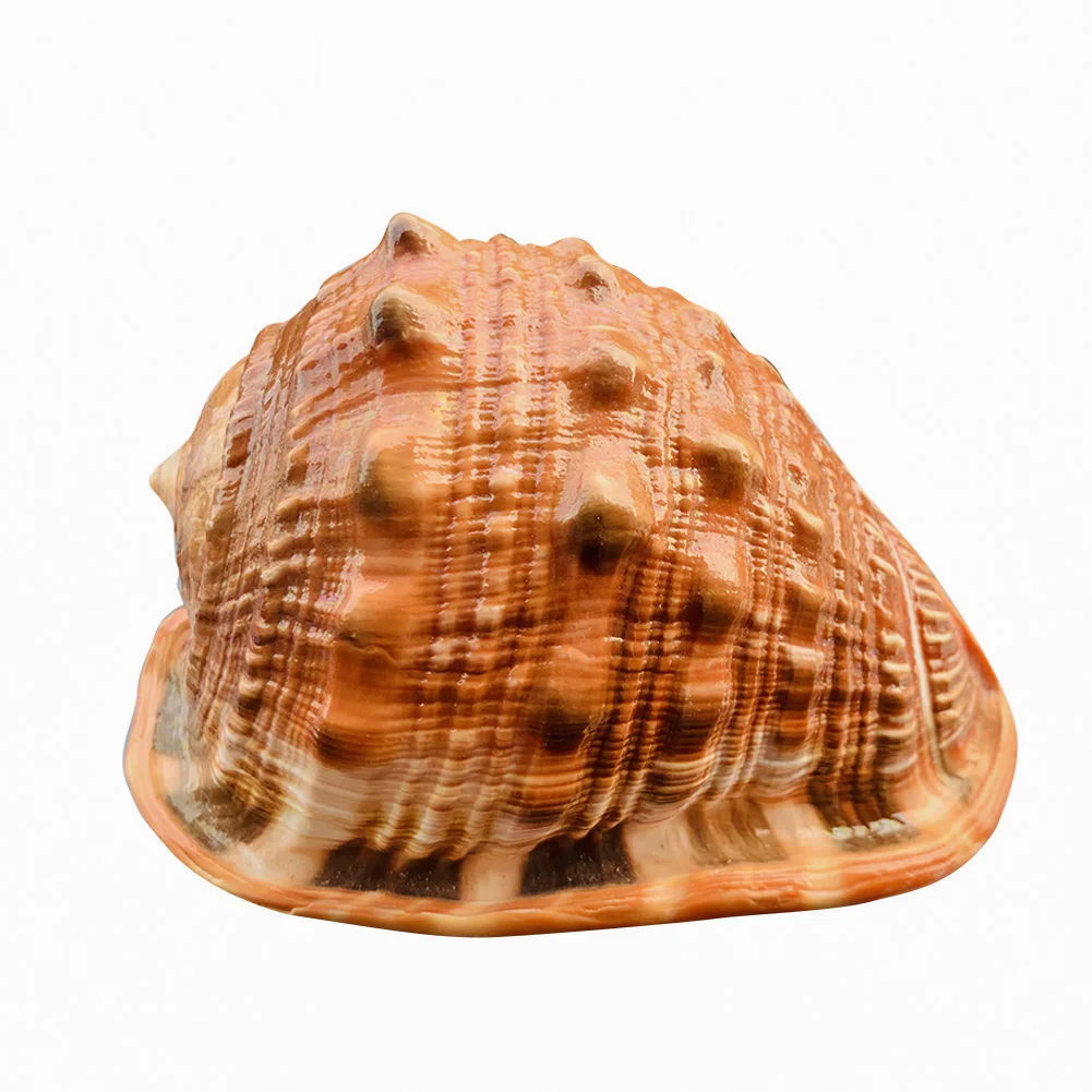 Natural Big Sea Shells Snail Wanbao Conch Nautical Home Decor Beach Wedding Decorations Collectibles Specimen Aquarium Landscape
