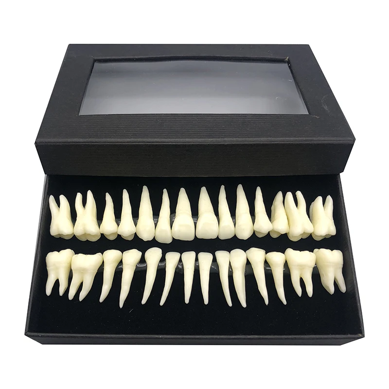 1:1 Dental Implant Dentist Practice Product teeth model Dental demonstration permanent 28 teeth teach study model
