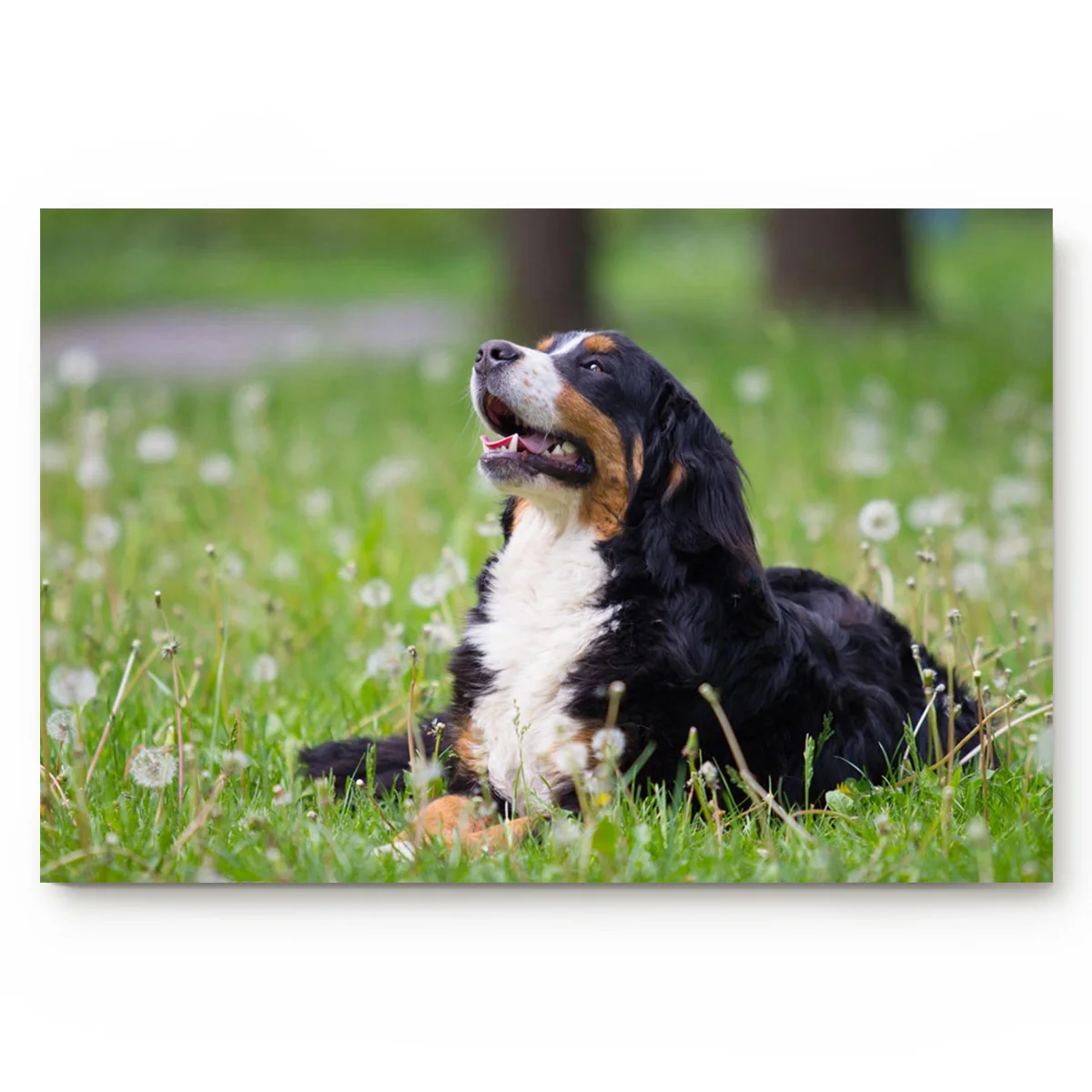 

Dog Grass Animal Cute Cute Sheepdog Young Friendly Pet Lawn Summer Theme Green DoorMat Outdoor Indoor Bathroom Rug