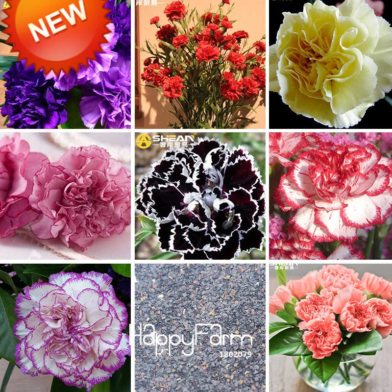 Новое поступление! 16 цветов Гвоздика Бонсай балкон в горшках во дворе садовые растения диантус кариофиллус цветок Флорес, 200 шт./партия,# J