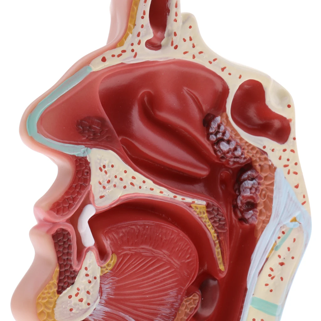Longitudinal Section Human Nasal Oral Cavity Throat Pathology Model Educative Learning Resources