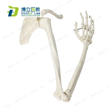 

Natural Size Human Arm Hand Model with Clavicle and Shoulder Blade for Art Study and Medical Learning