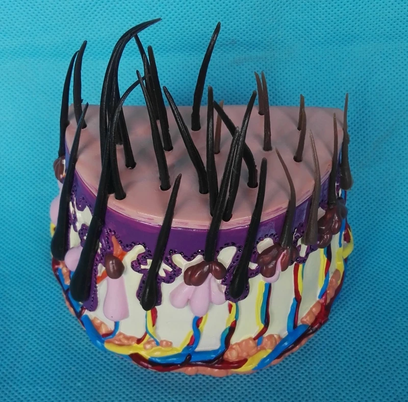 

Human skin anatomy enlarged model hair follicle skin structure medical teaching explanation model