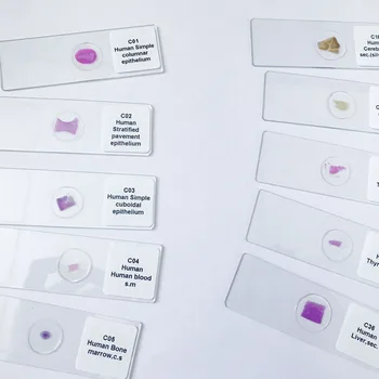 

100pcs medical human histology slides