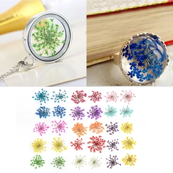 

30pcs/sets Real Dried Ammi Majus Flower Dry Plants for Epoxy Resin Pendant Necklace Jewelry Making Craft DIY Accessories