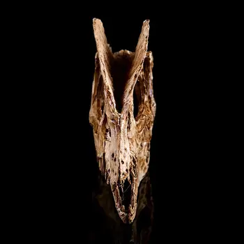 

Tyrannosaurus Dinosaur Skull Resin Crafts Fossil Skeleton Teaching Model Halloween Home Office Decoration